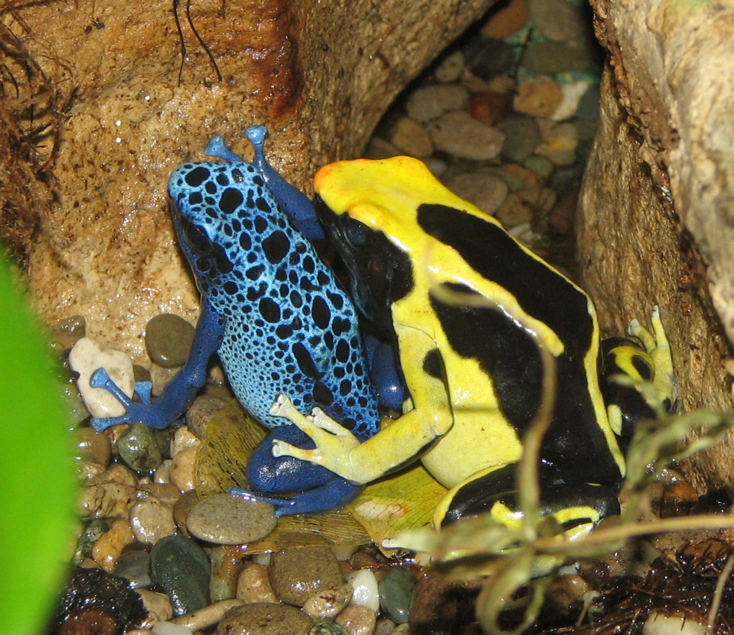 Trinidad Poison Dart Frog