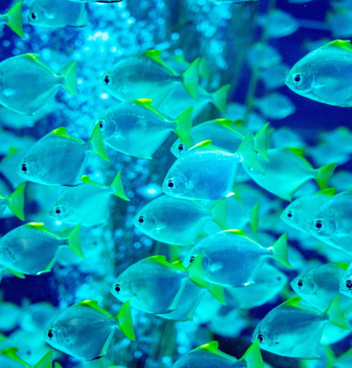 African Moony Fish