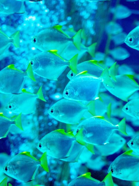 African Moony Fish