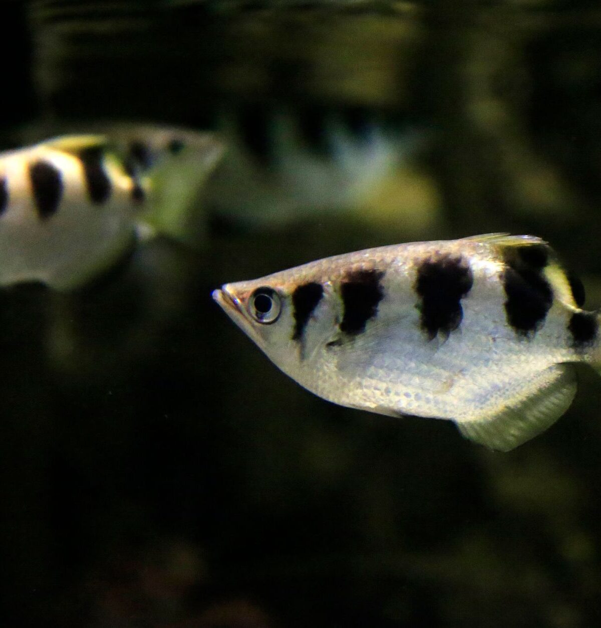 Archer Fish
