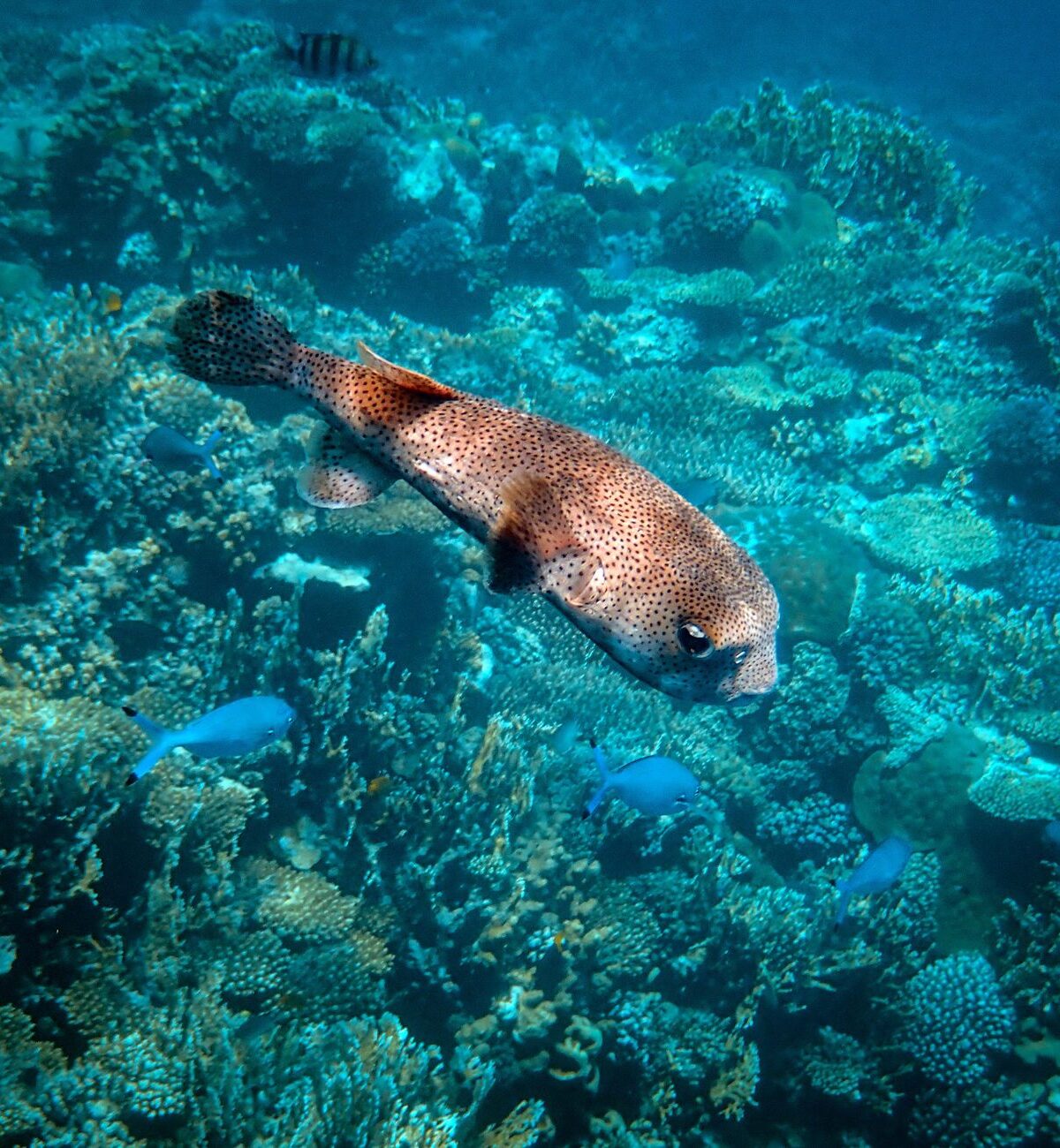 Blackspot Pufferfish