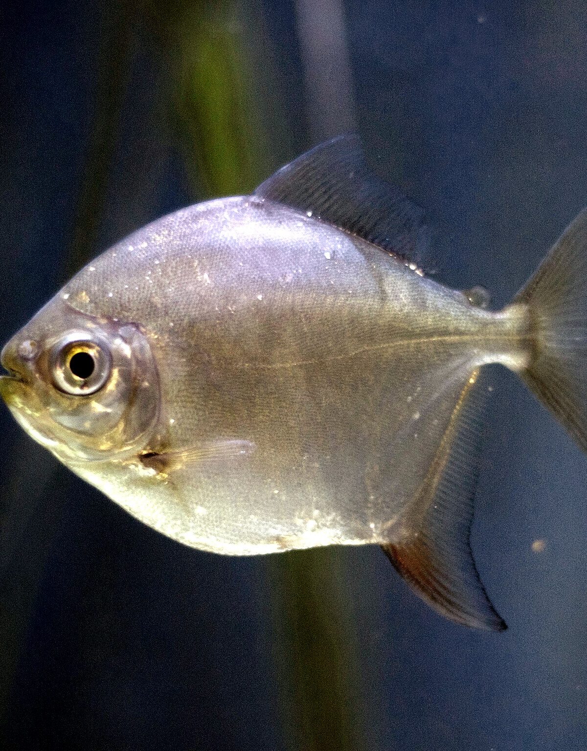 Silver Dollar