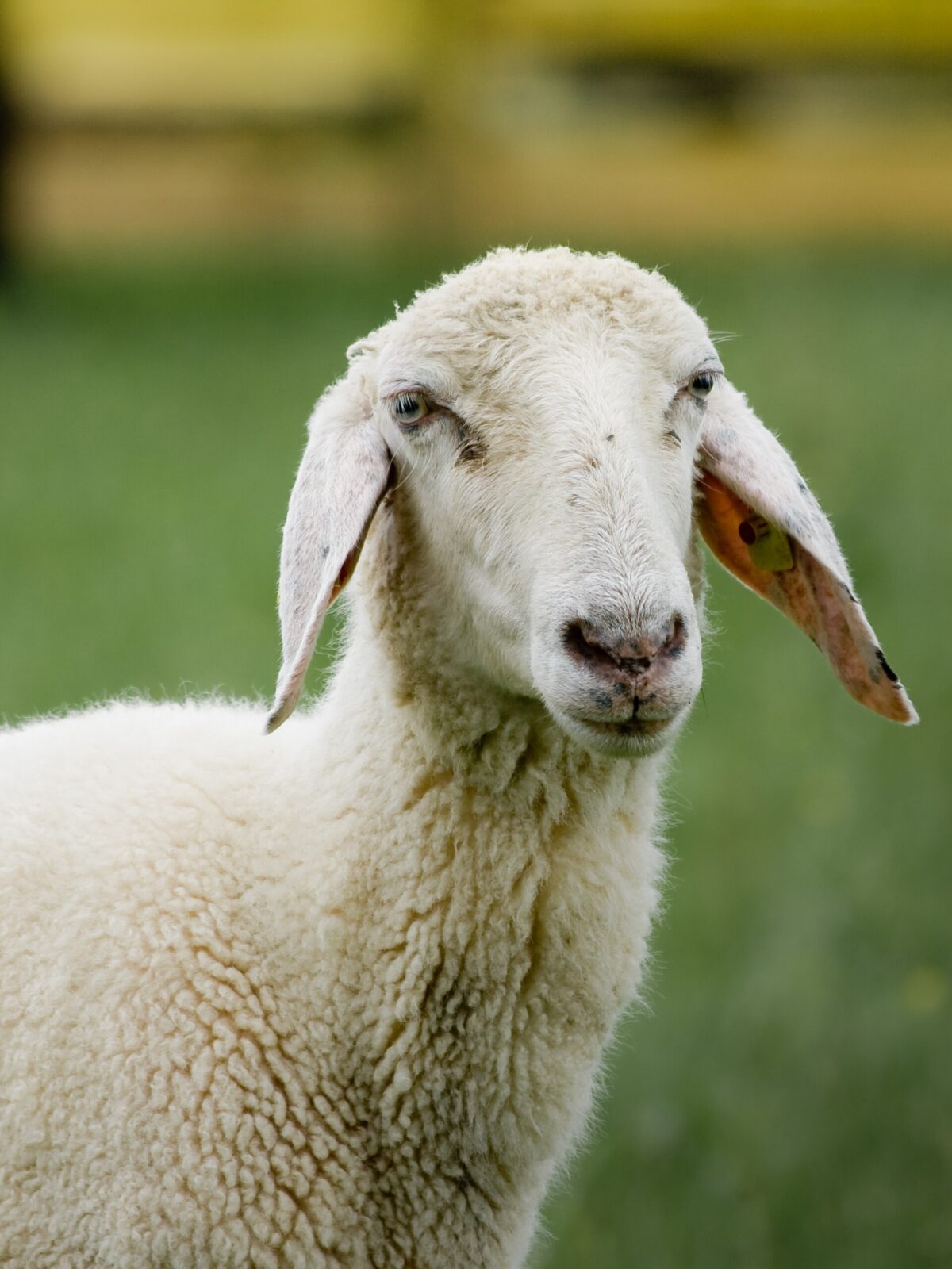 Somali Fat-tailed Sheep