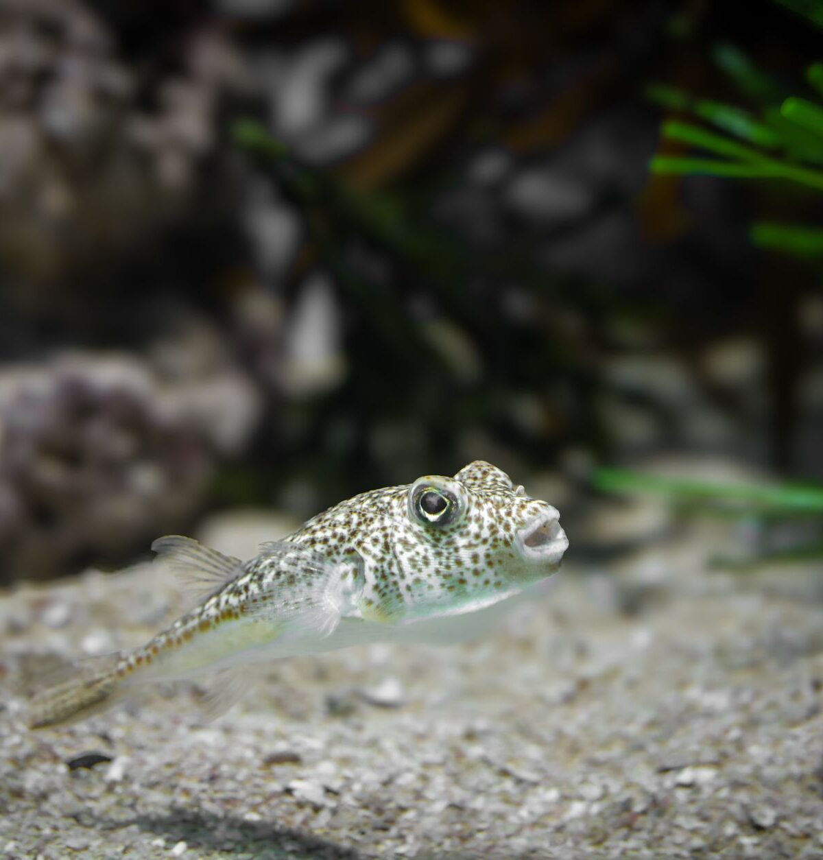 White Spotted Pufferfish