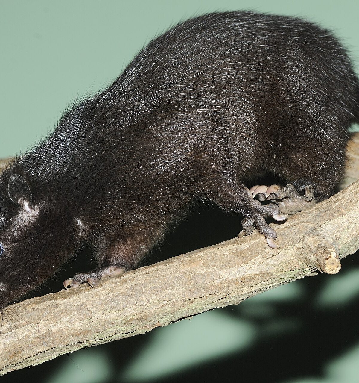 Giant Cloud Rat