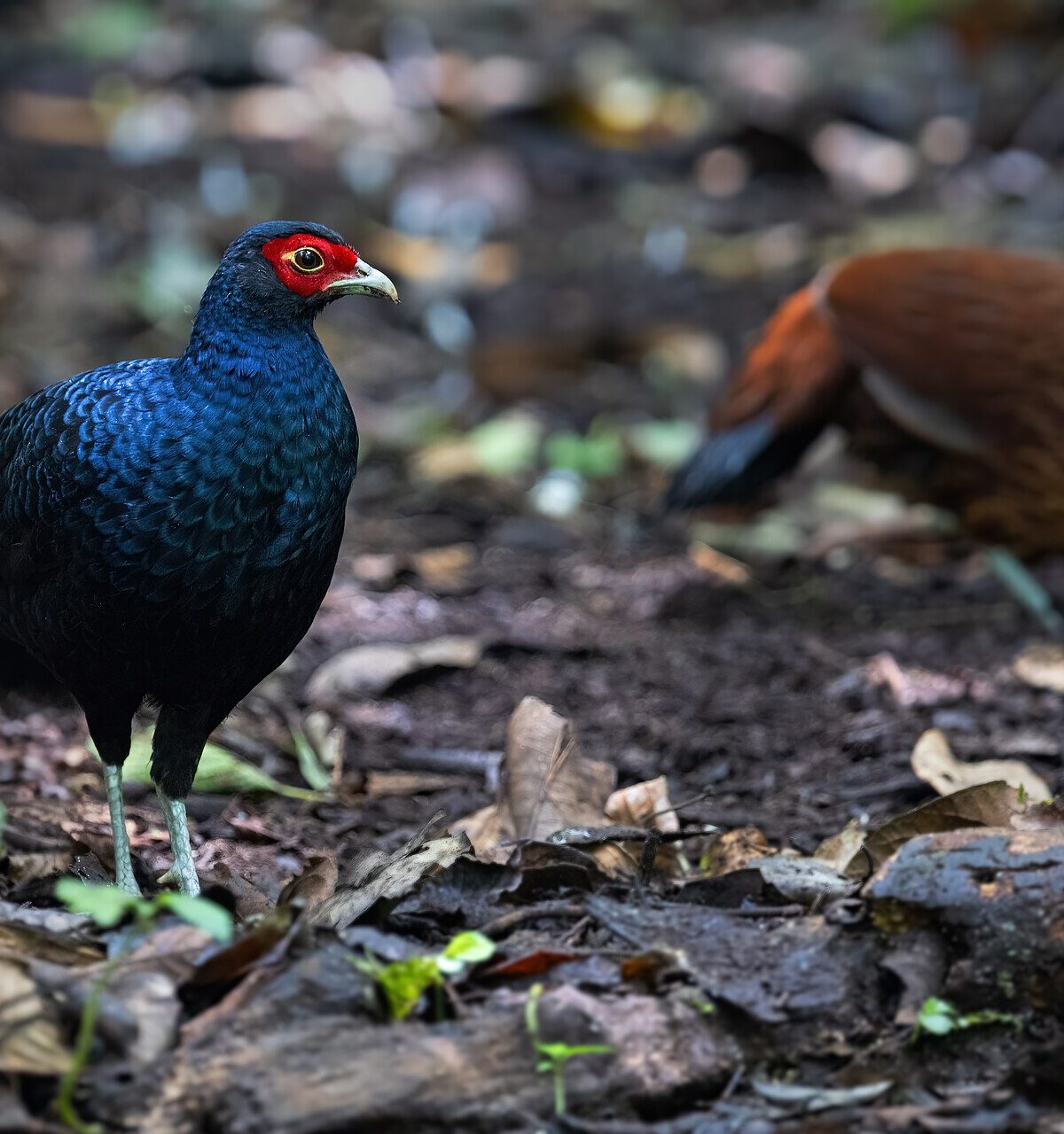 Salvadori's Pheasant