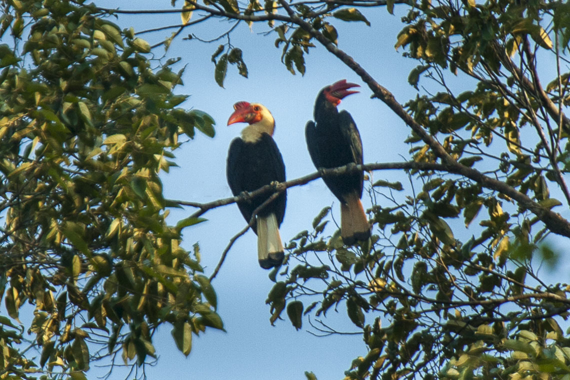 White-Headed Hornbill