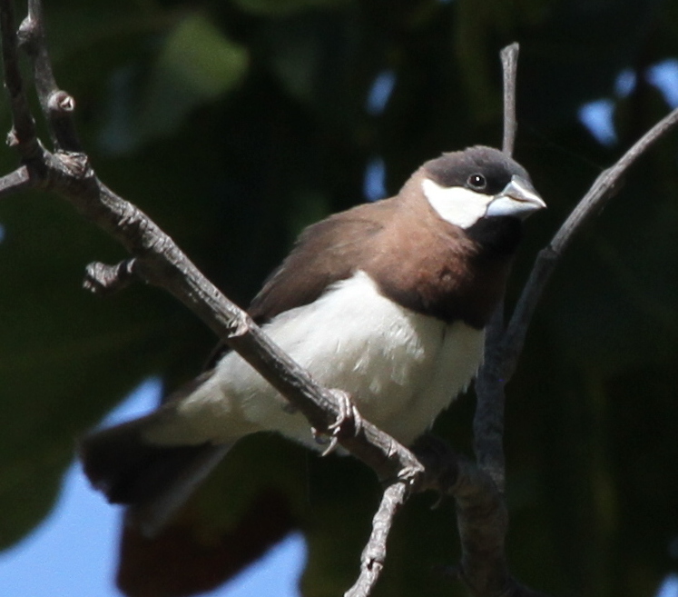 Timor Sparrow