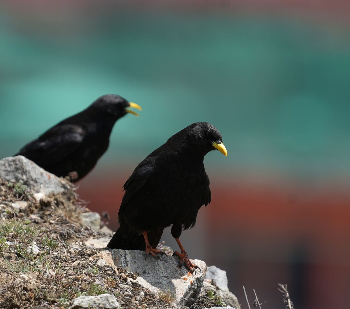 Chough