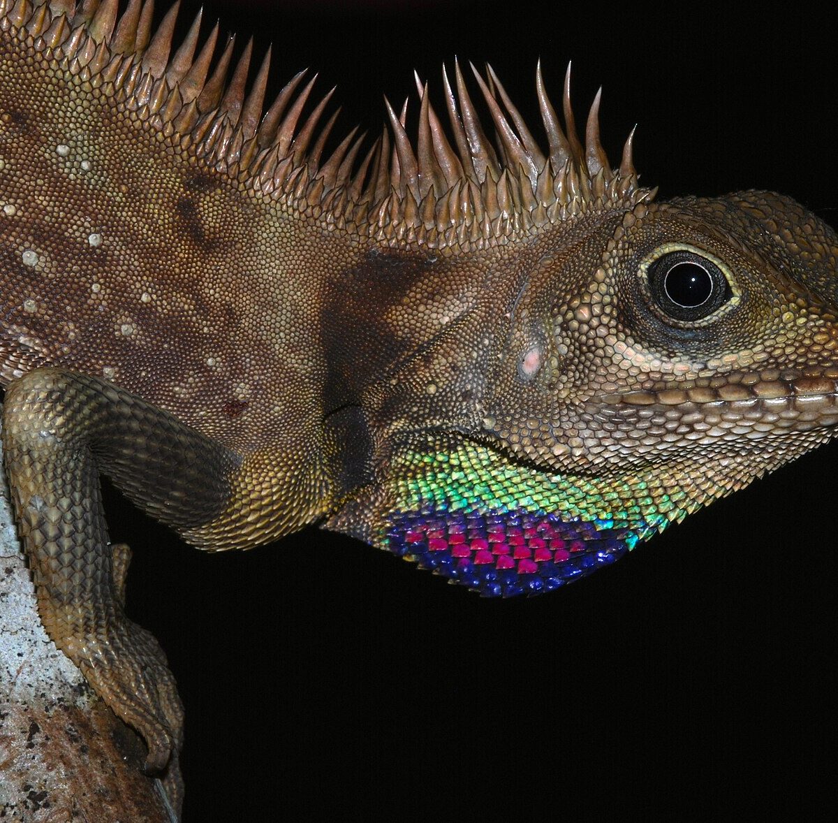 Bell's Anglehead Lizard