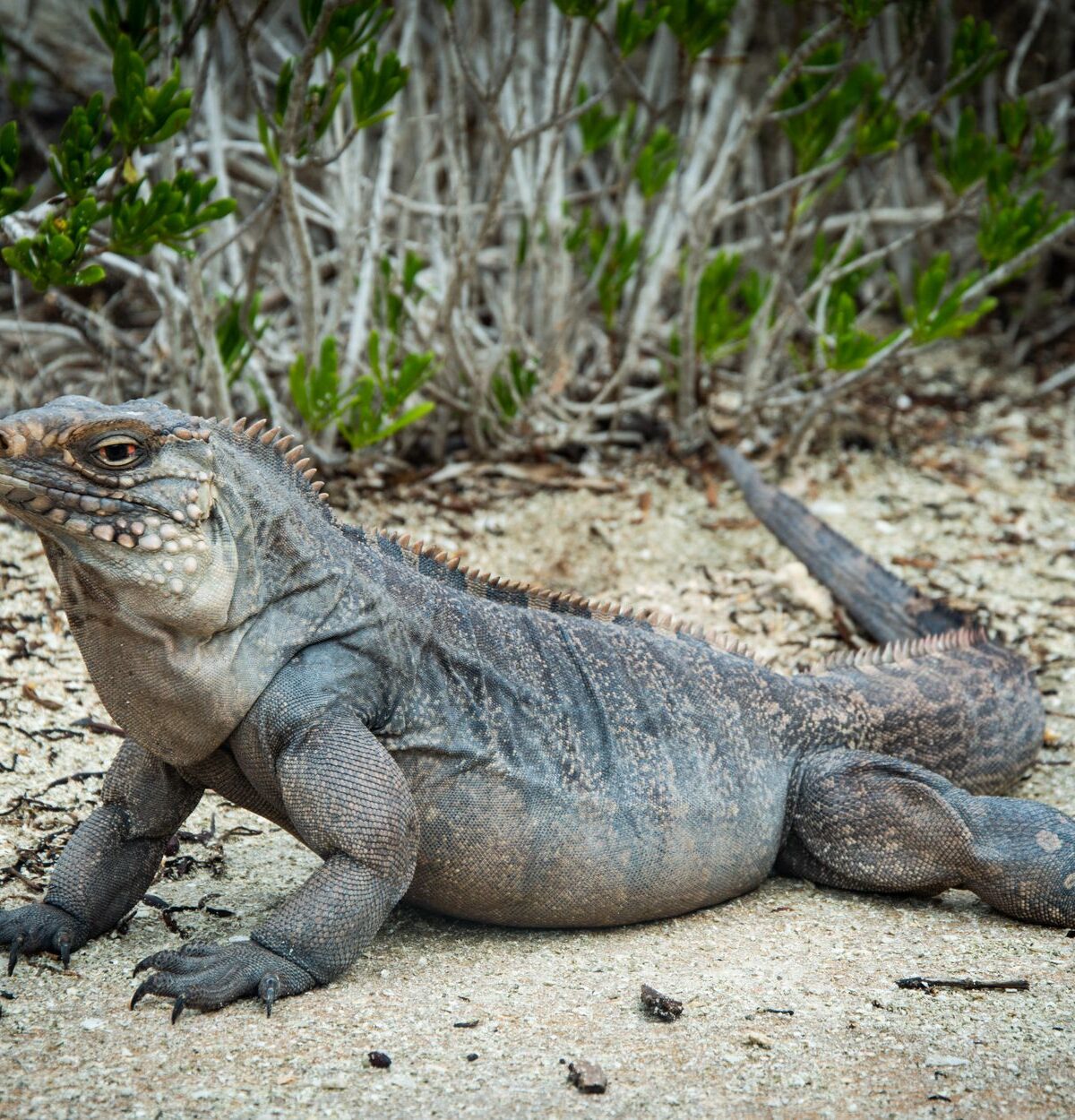 West Indian Iguana
