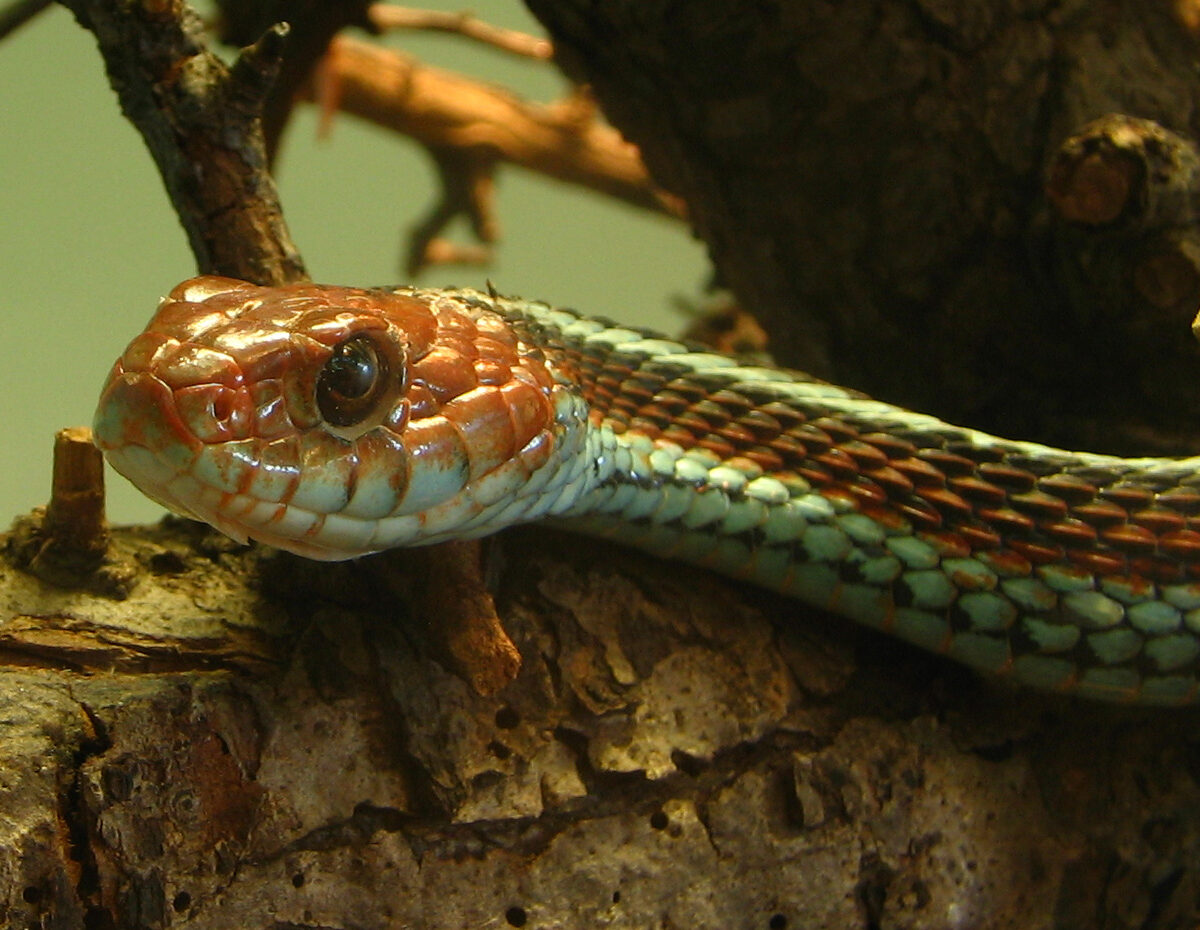 San Francisco Garter Snake