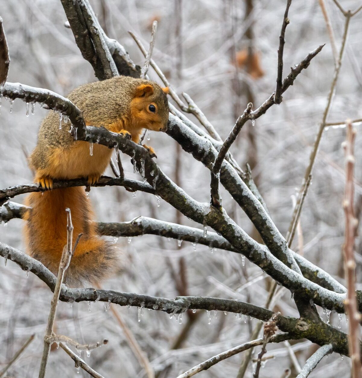 Eastern Fox Squirrel