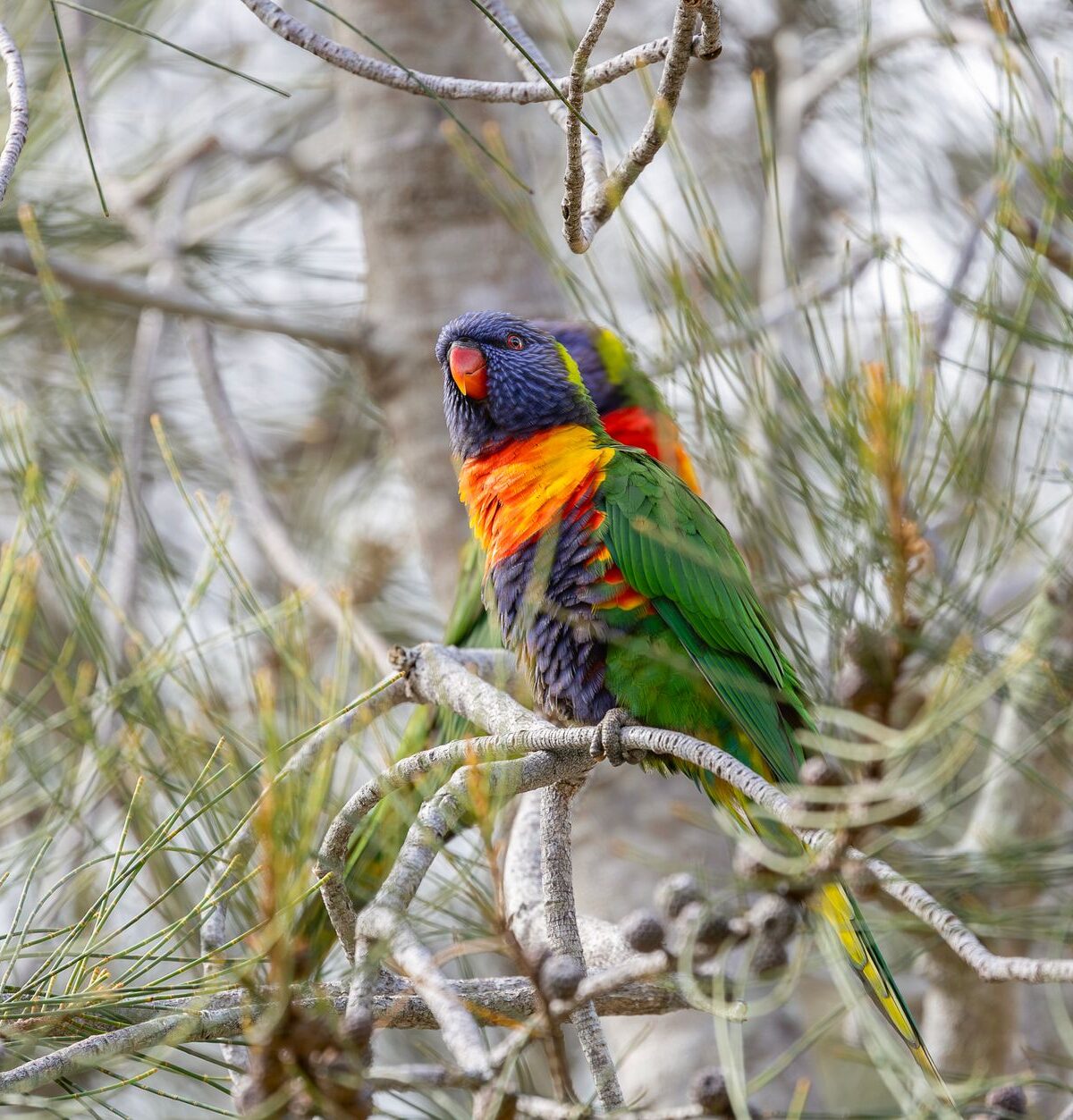 Lorikeet