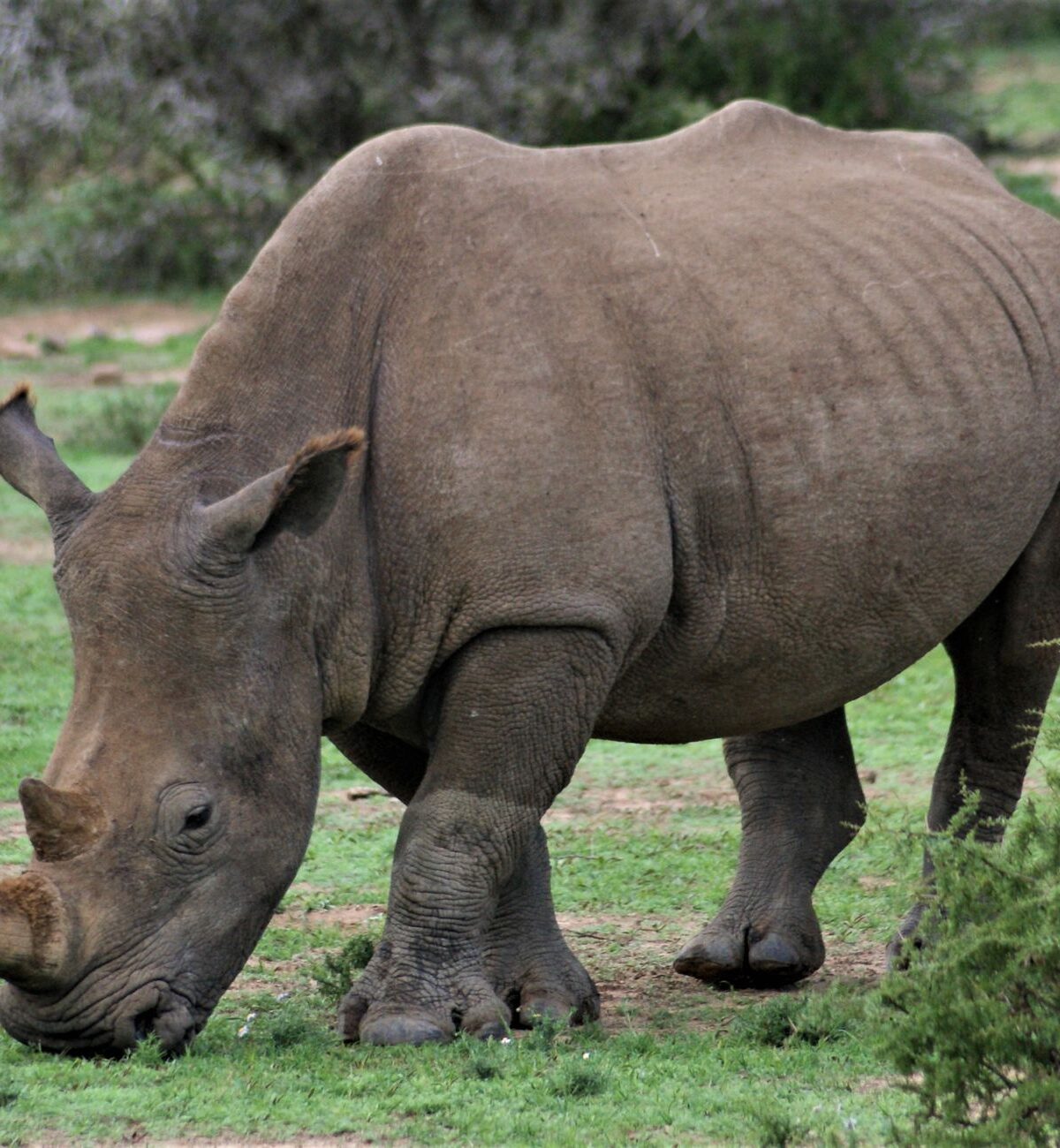 White Rhinoceros