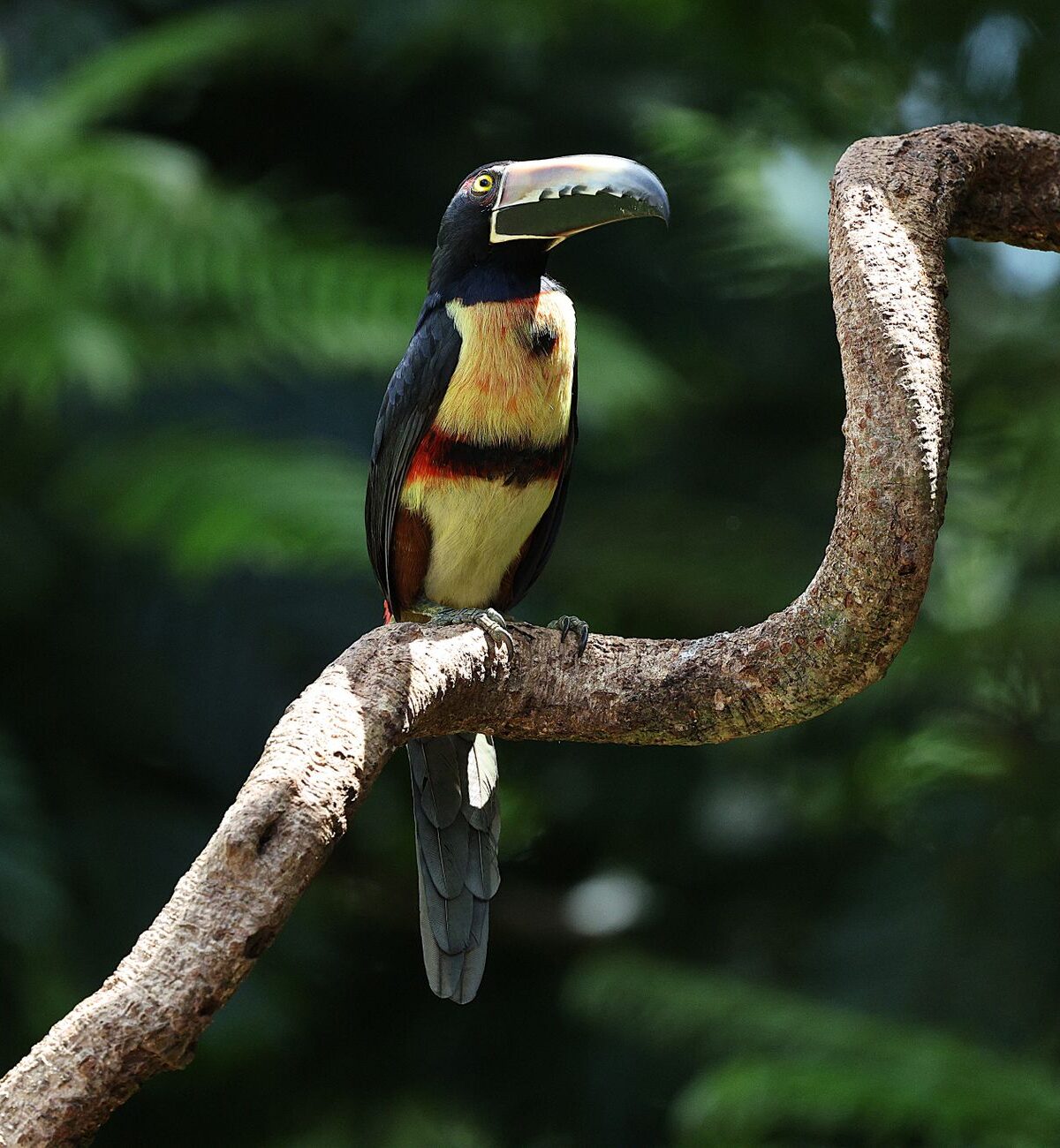 Aracari