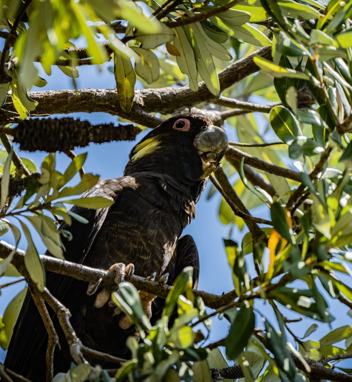 Black Cockatoo