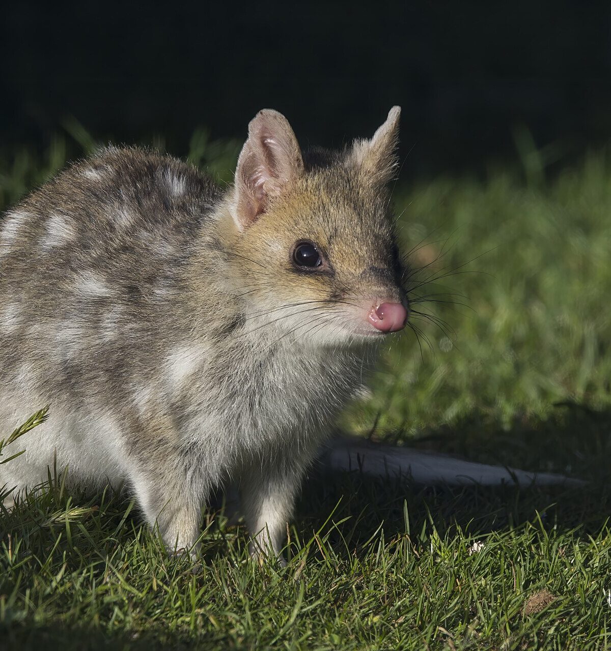 Eastern Quoll