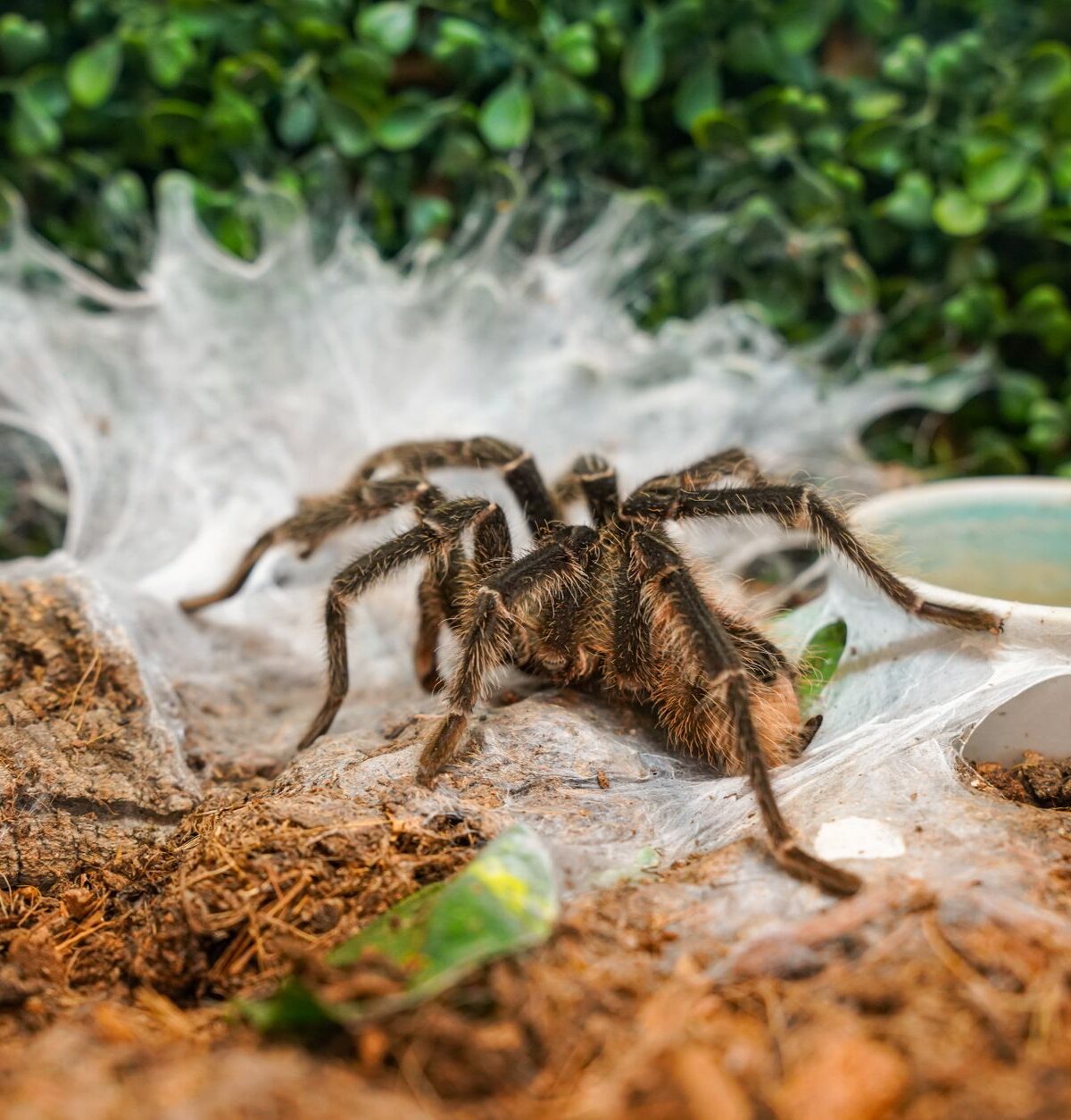 Goliath Birdeater
