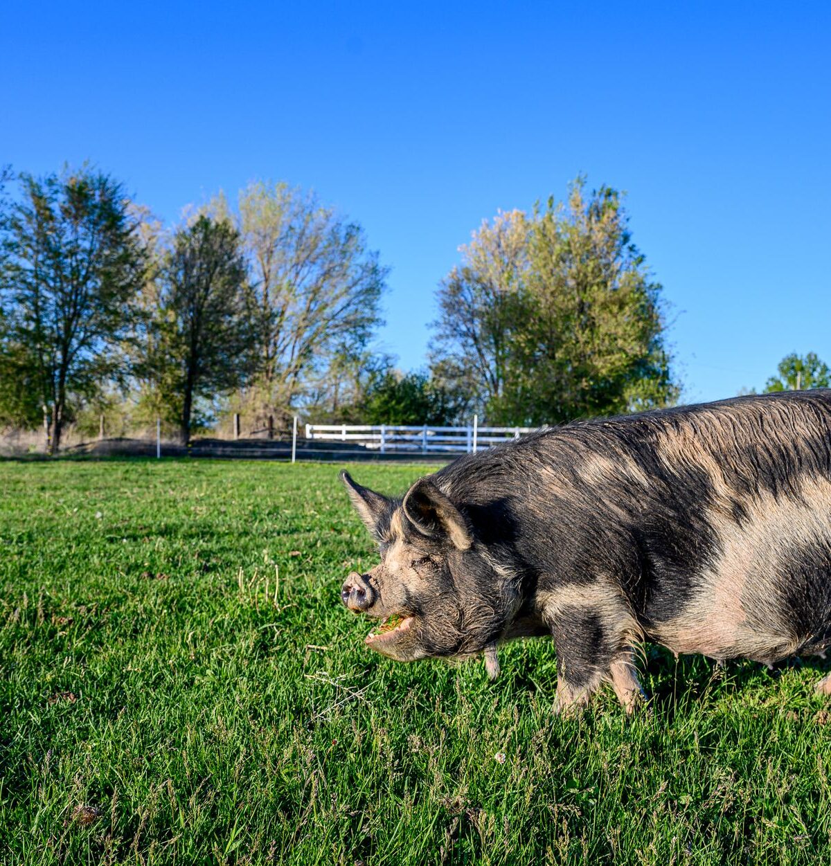 Kune Kune Pig