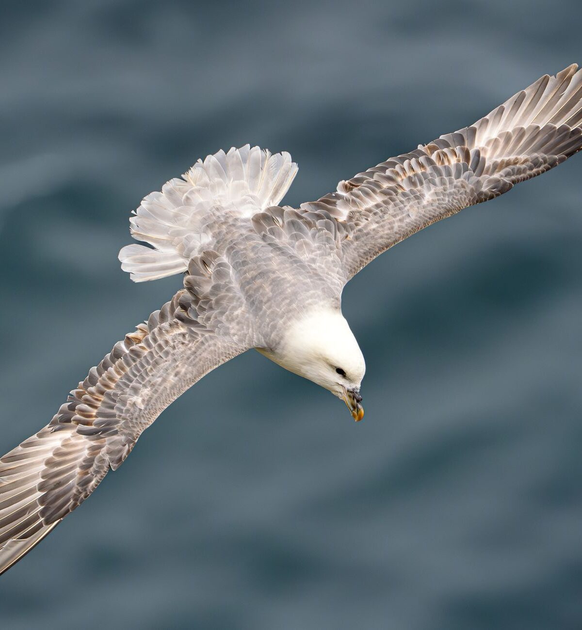 Fulmar
