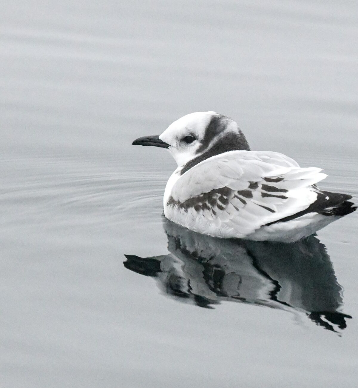 Kittiwake