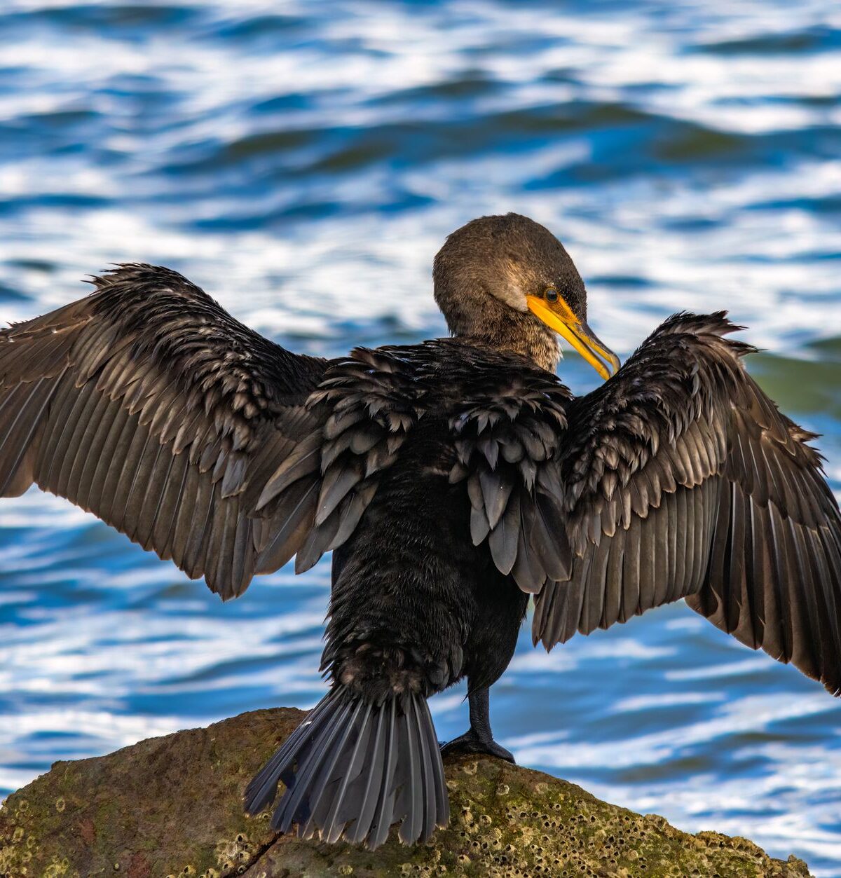 Shag