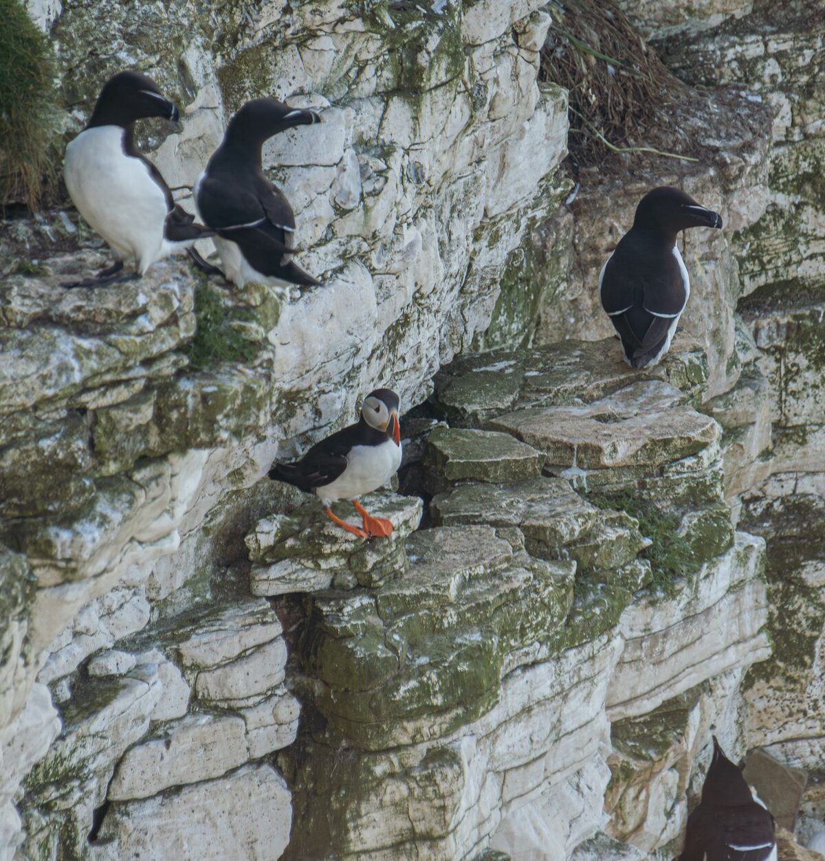 Razorbill