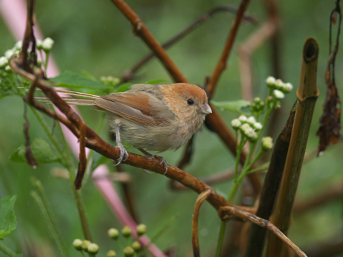 Vinous-throated Parrotbill