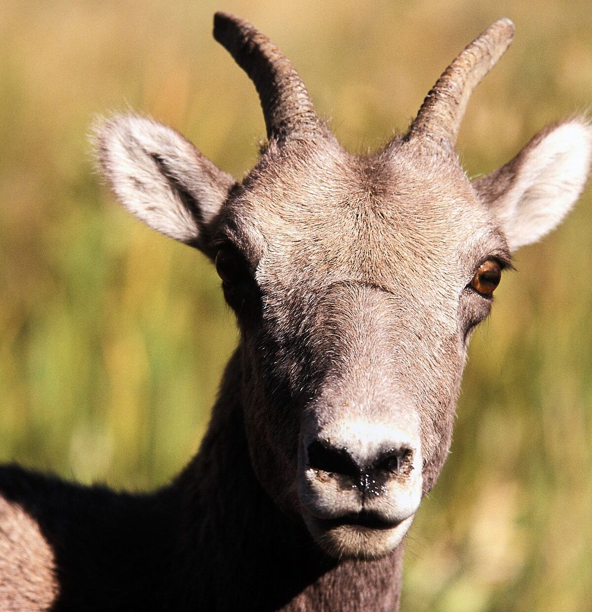 Rocky Mountain Bighorn Sheep