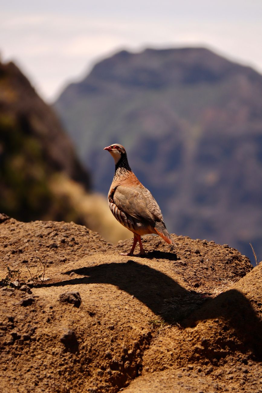 Barbary Partridge
