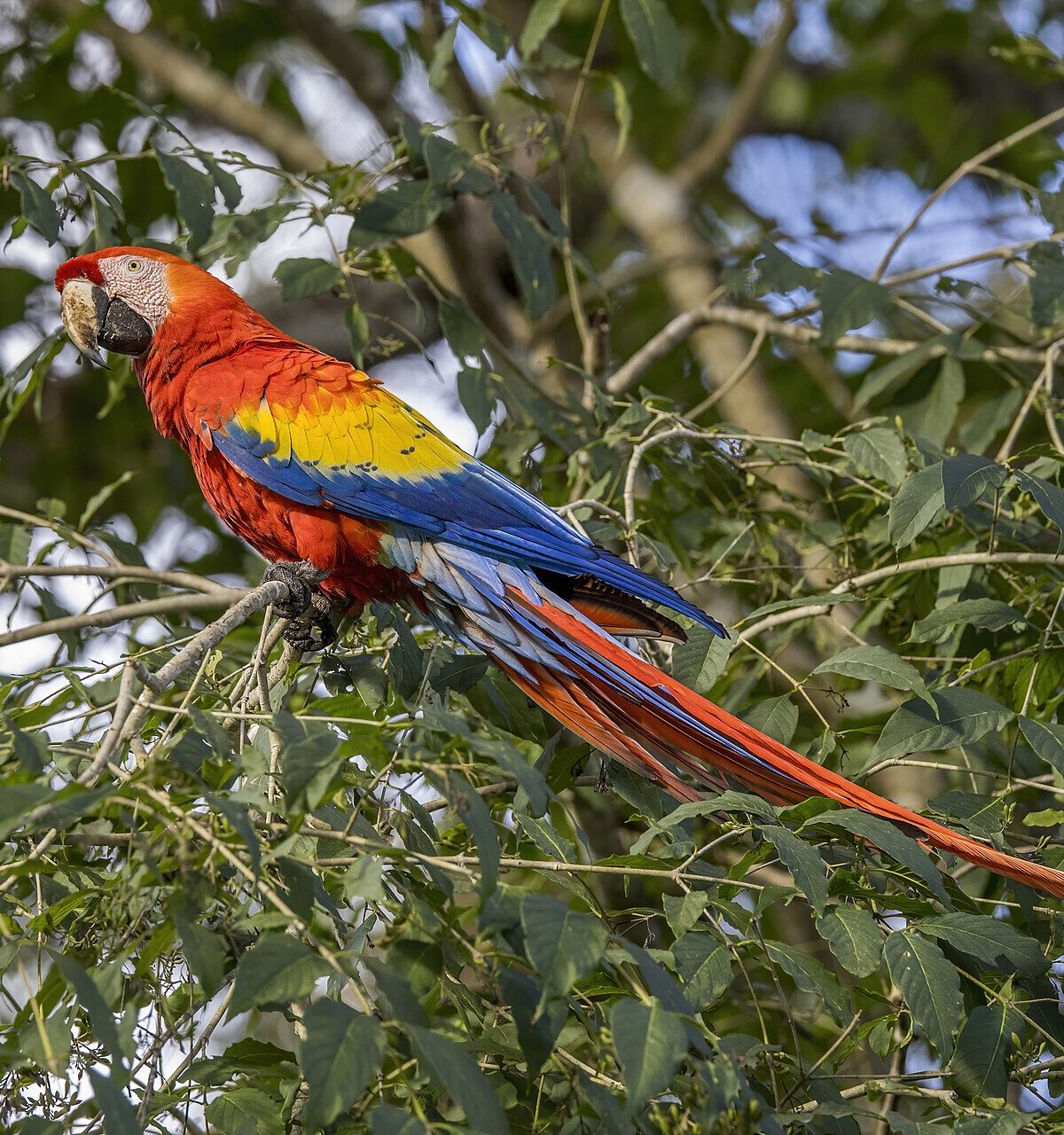 Scarlet Macaw
