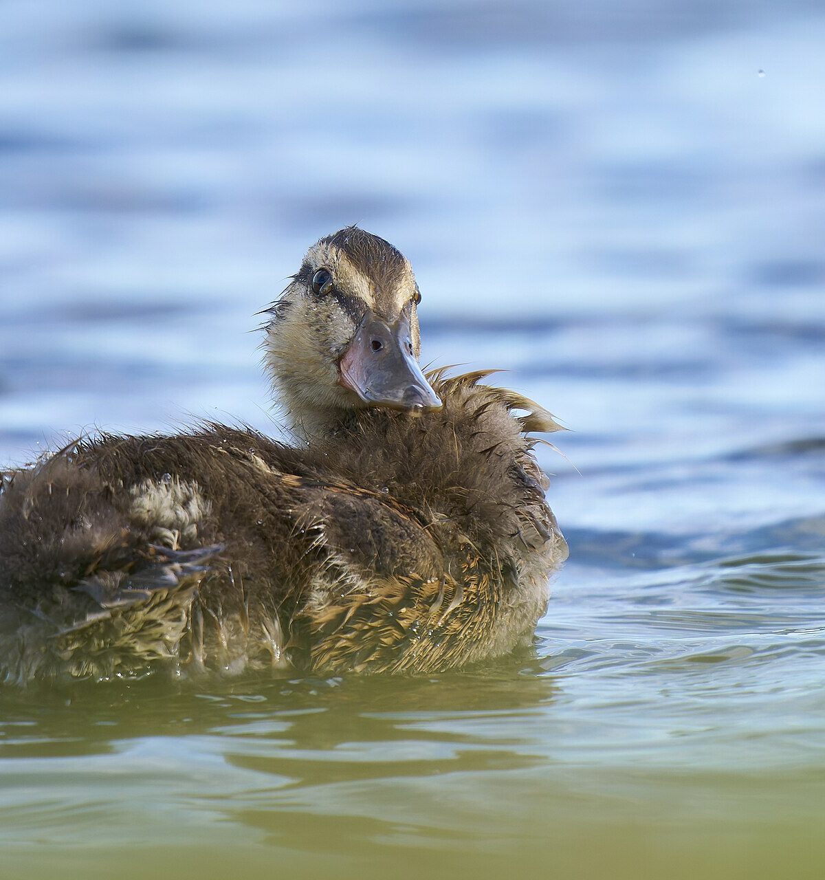 Duckling