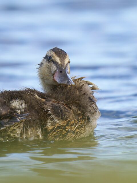 Duckling