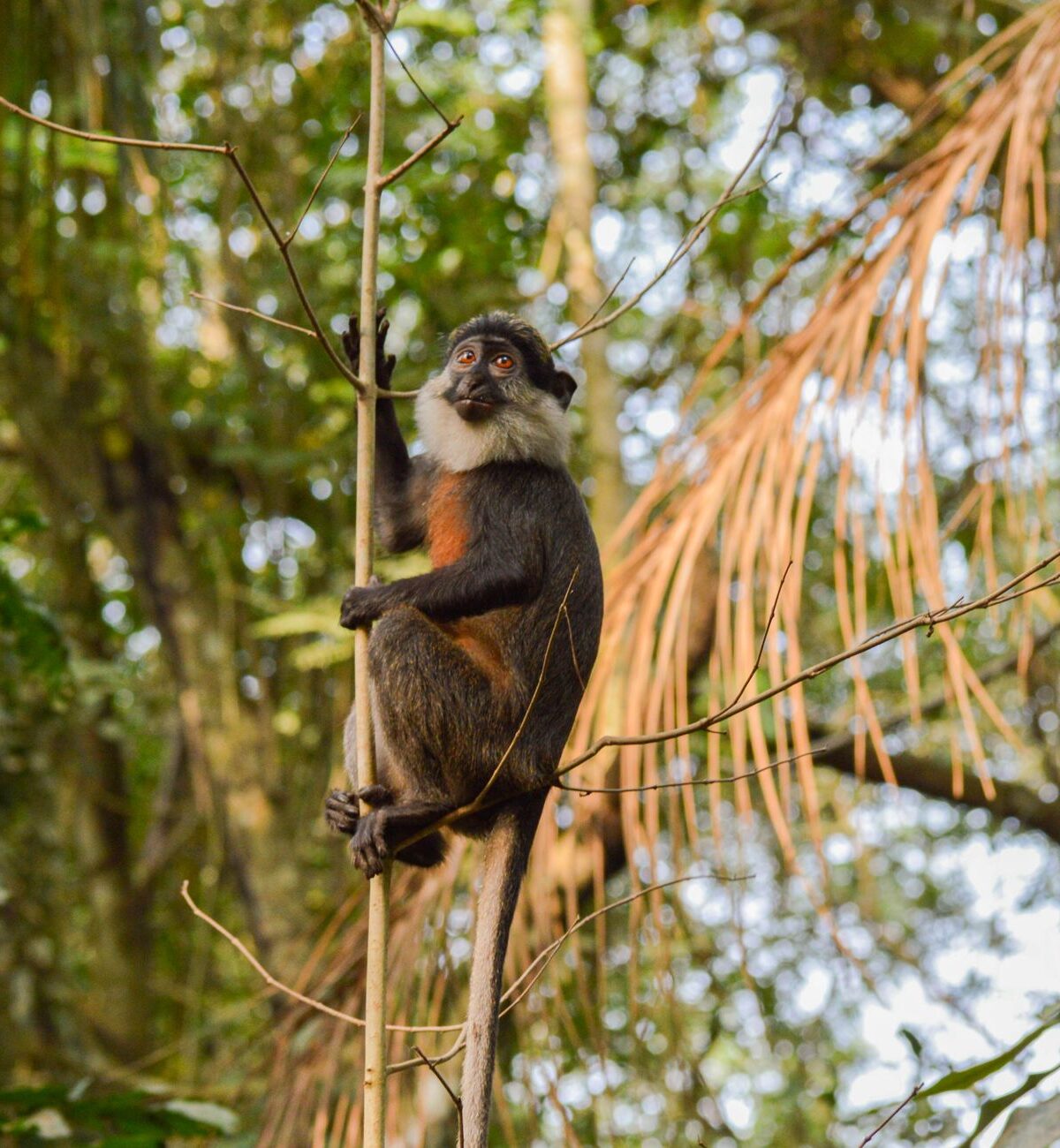 Red-bellied Guenon