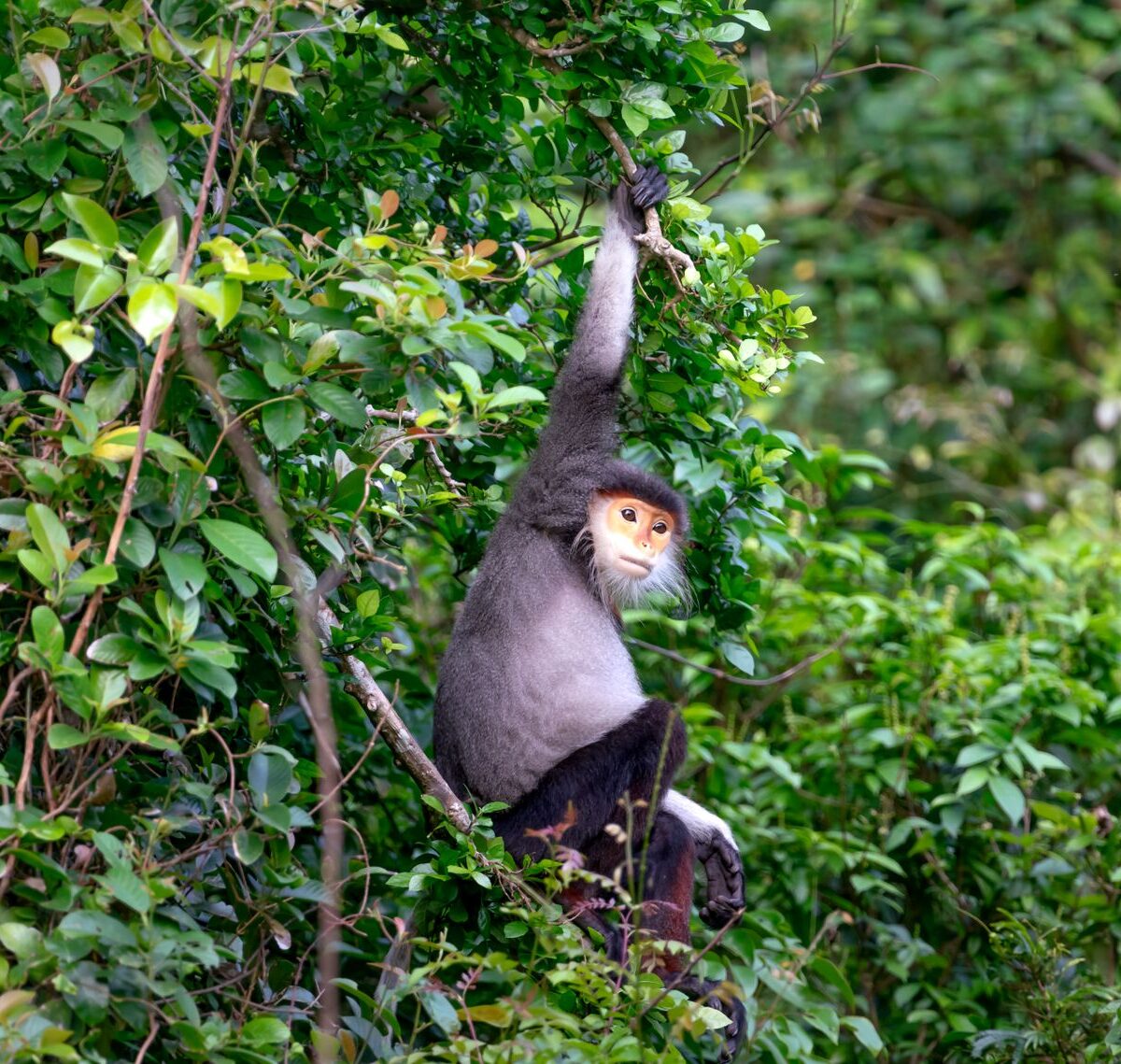 Black-Shanked Douc Langur