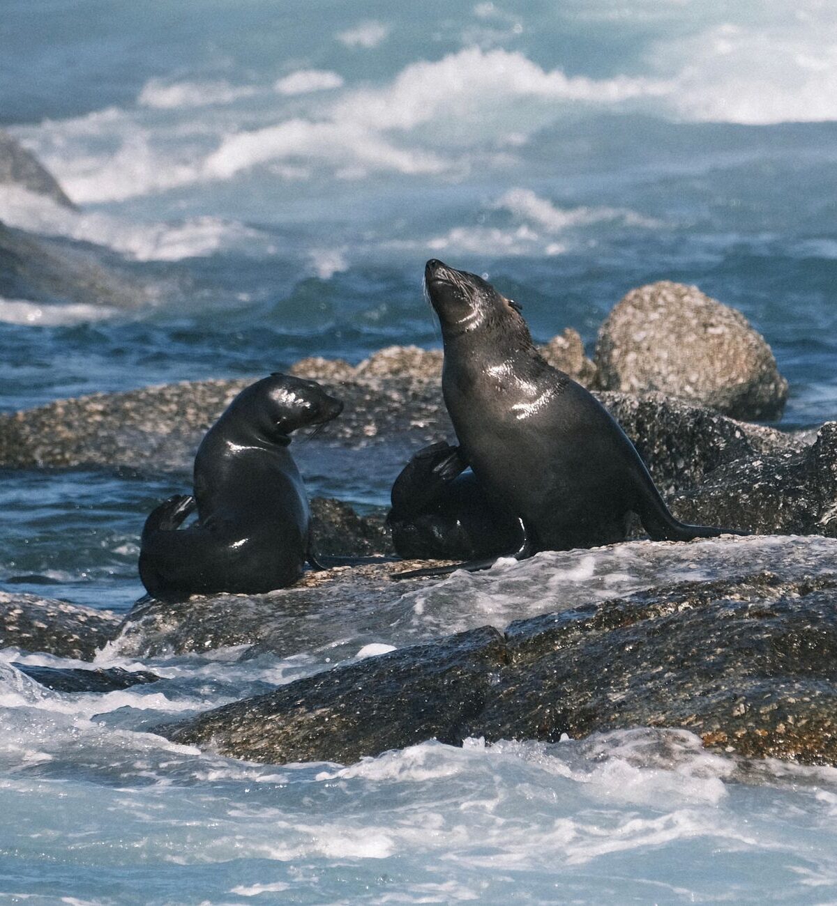 Fur Seal