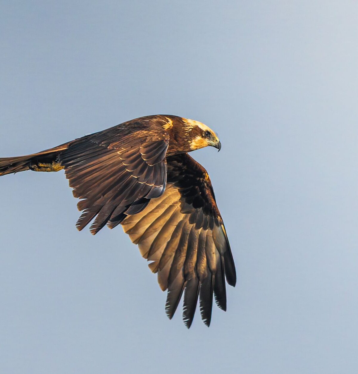 Western Marsh Harrier