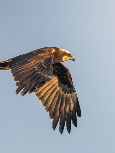 Western Marsh Harrier