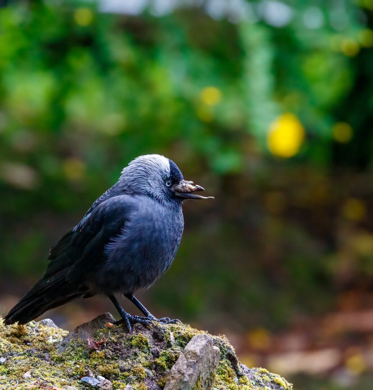 Western Jackdaw