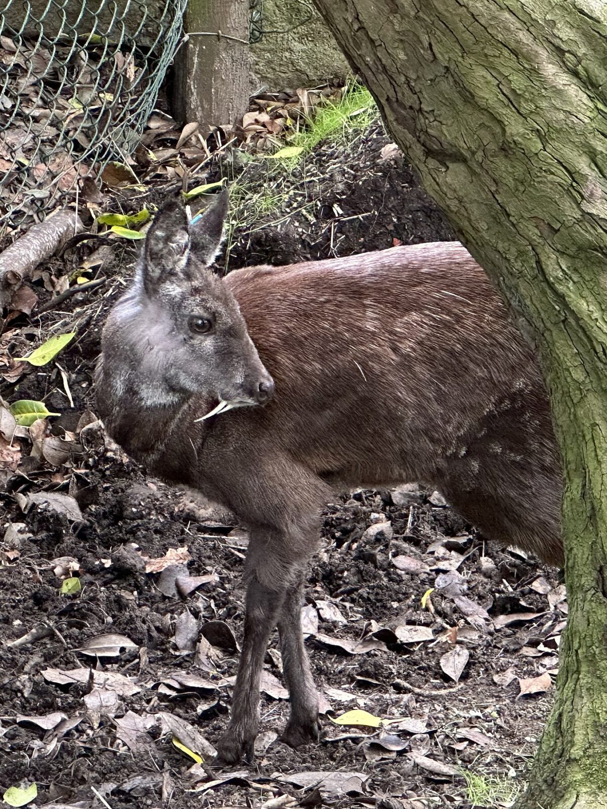 Musk Deer