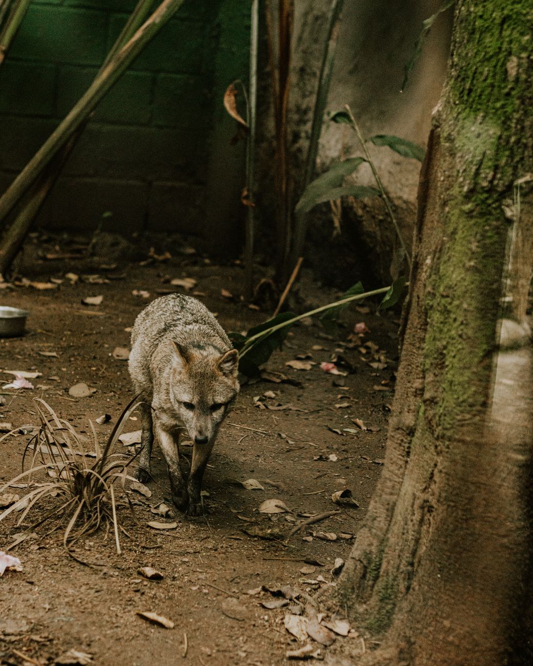 Crab-Eating Fox