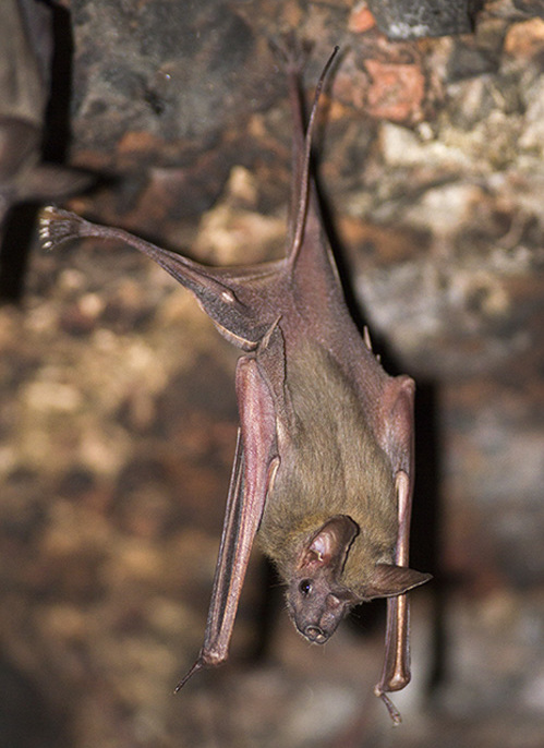 Egyptian Bat