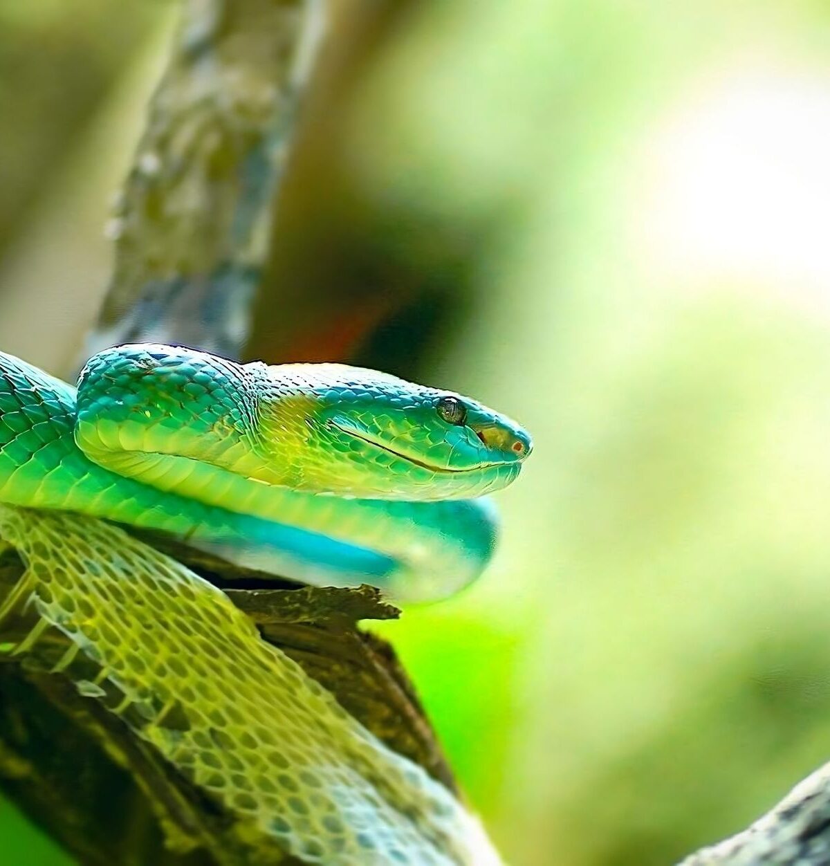 Mangrove Pit Viper