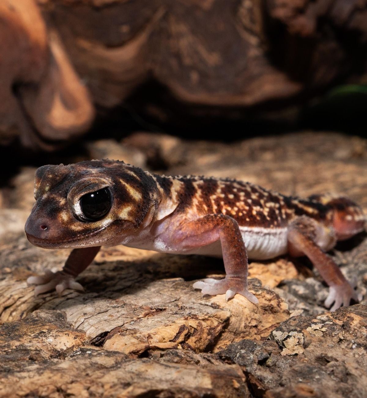 Velvet Gecko
