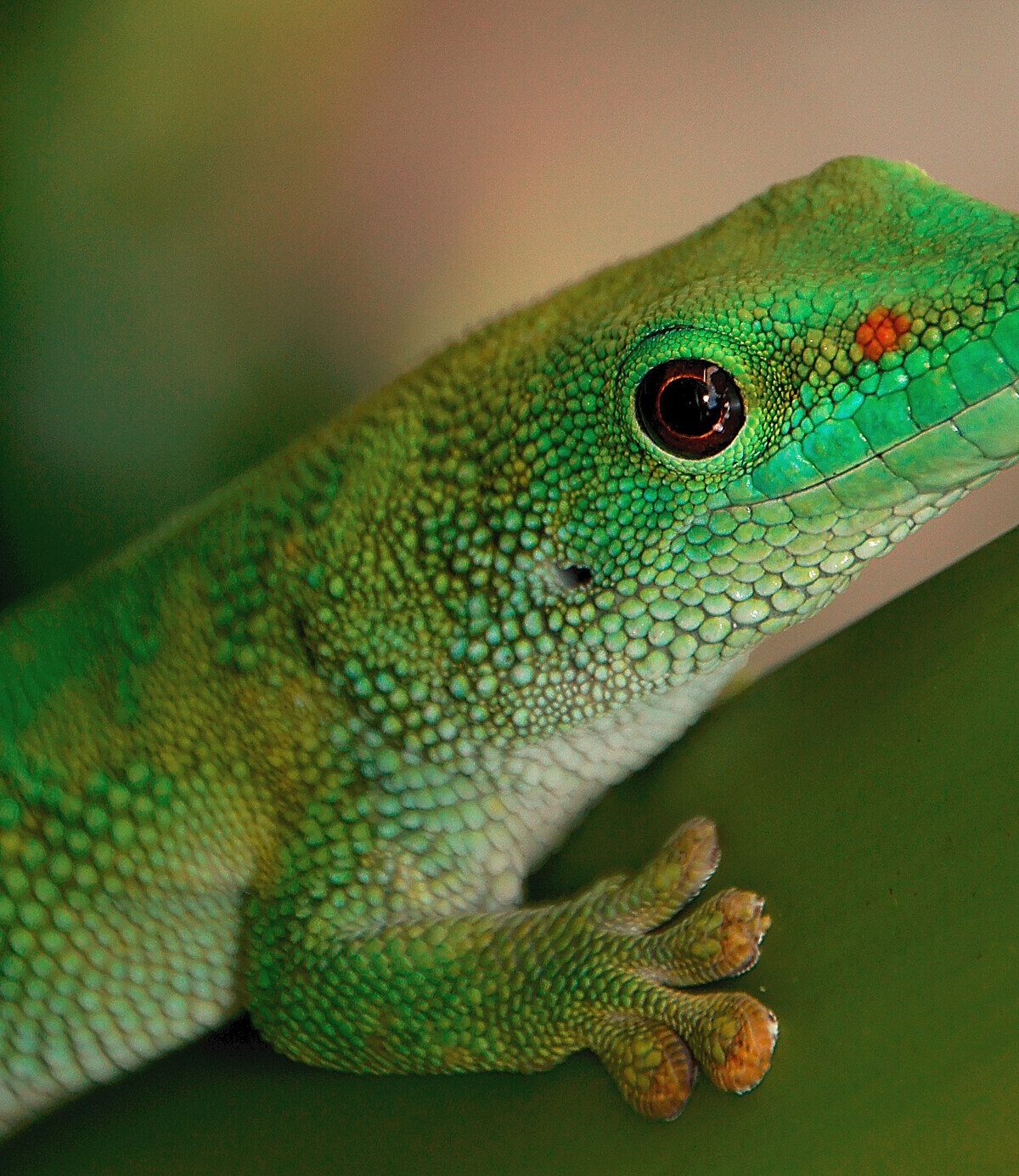 Giant Madagascar Lizard
