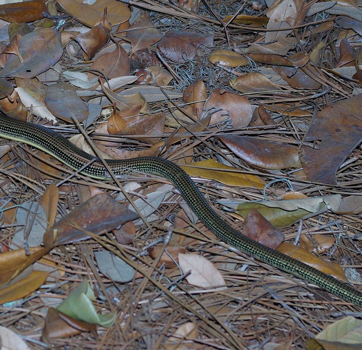 Glass Lizard