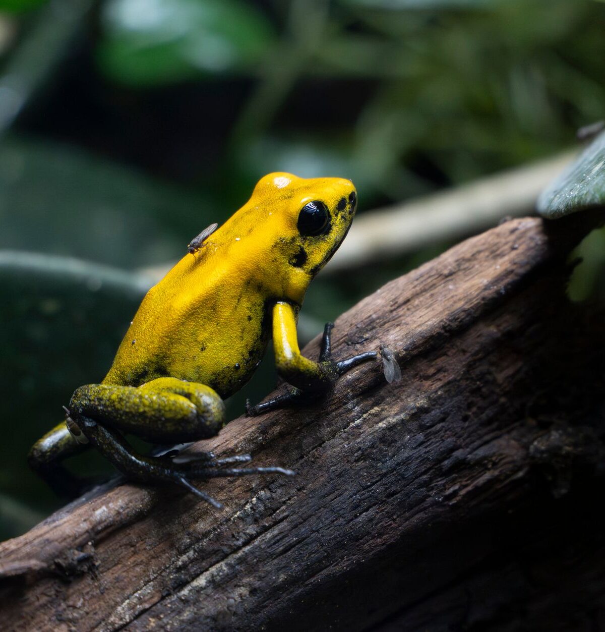 Arrow Frog