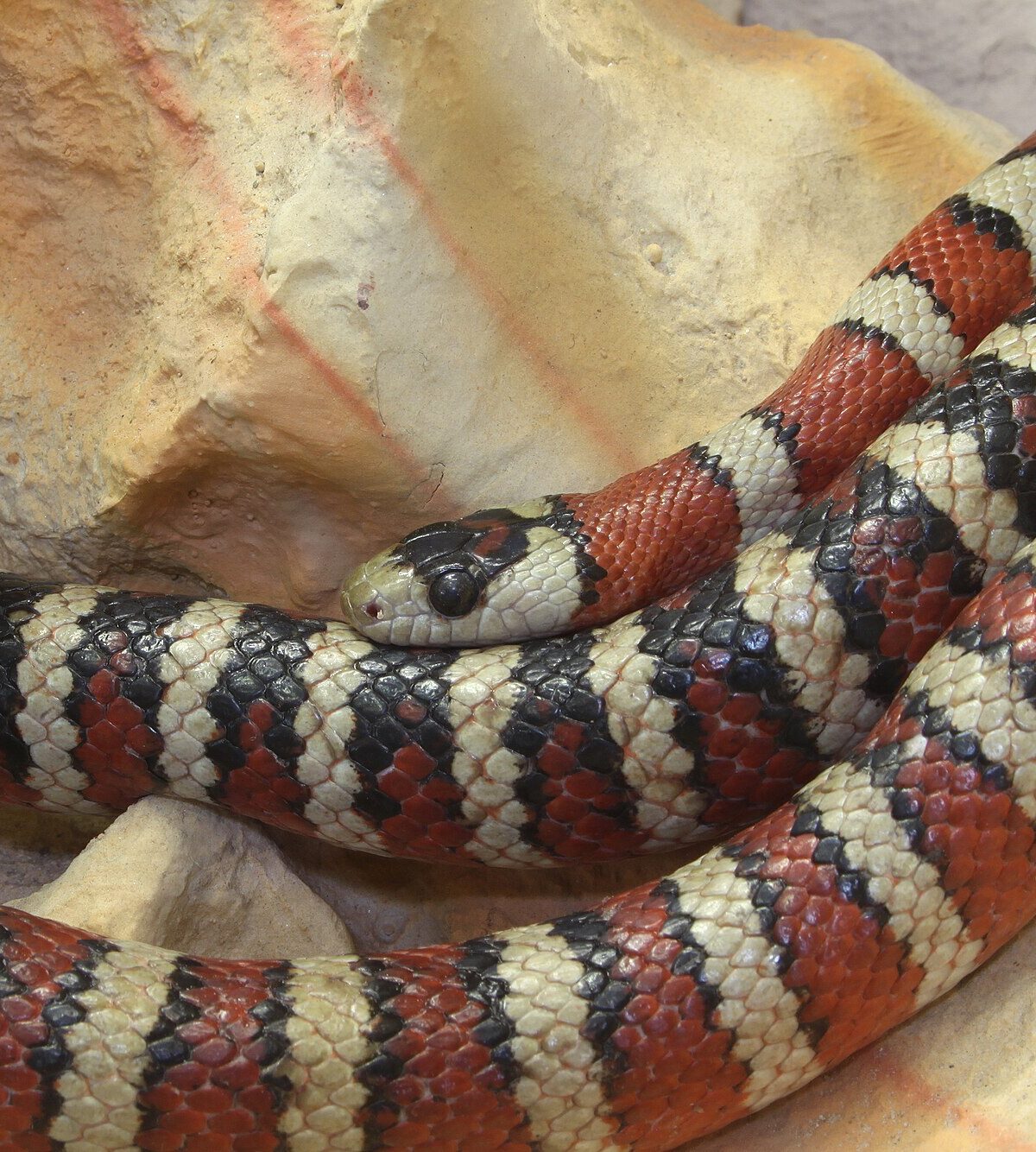 King Snake