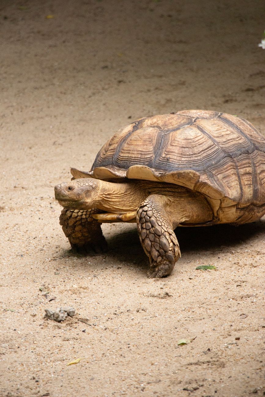 Savannah Tortoise